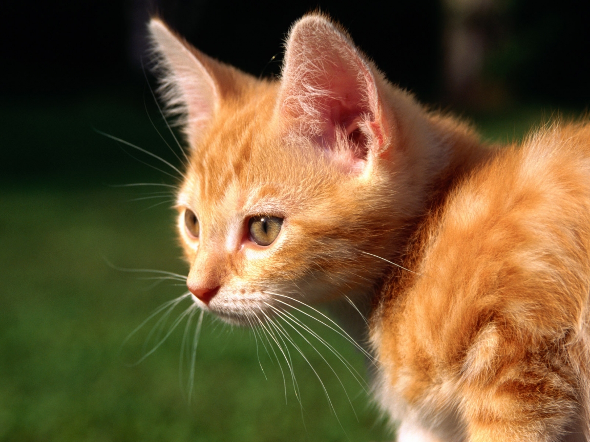 Red Kitten for 1152 x 864 resolution