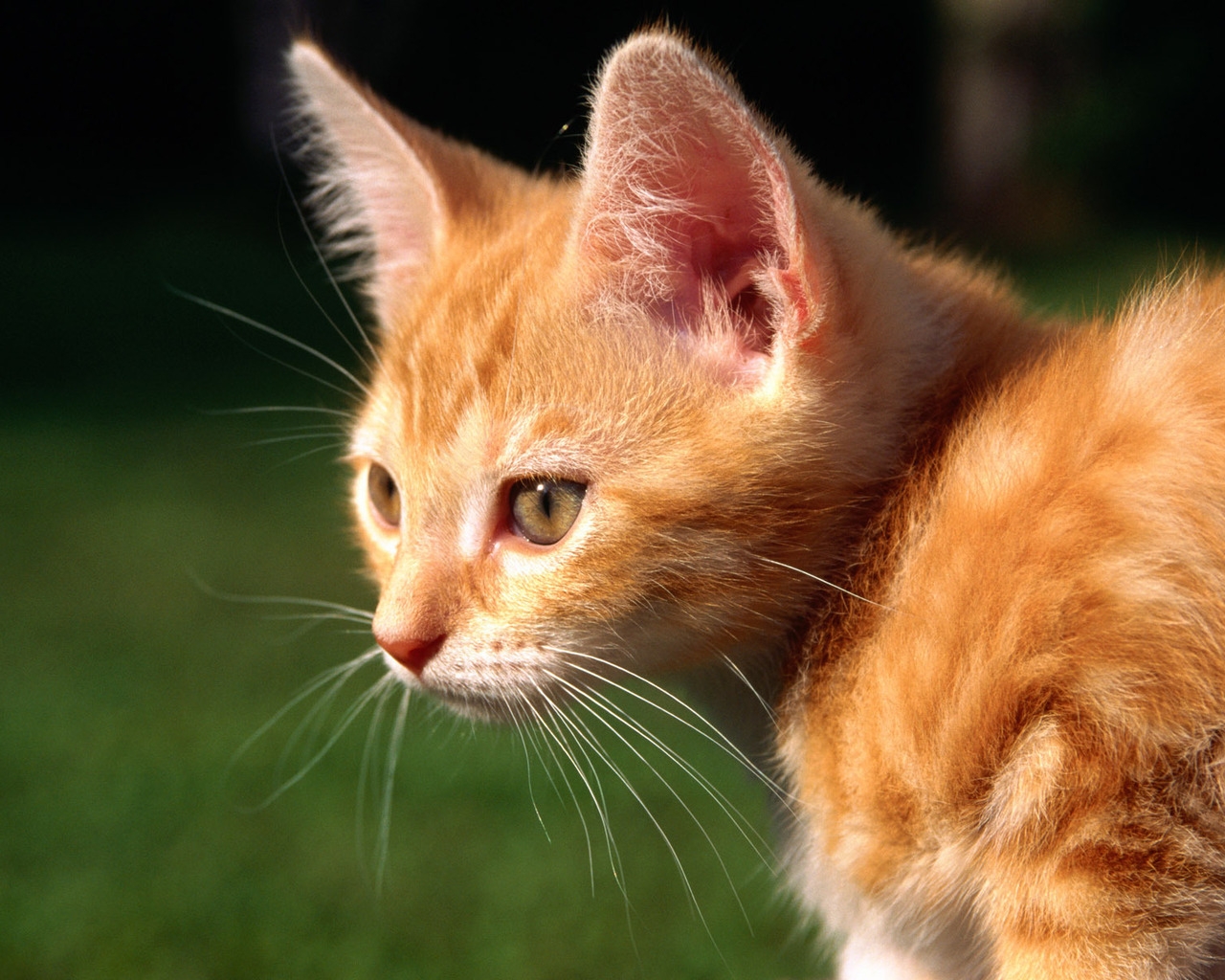 Red Kitten for 1280 x 1024 resolution