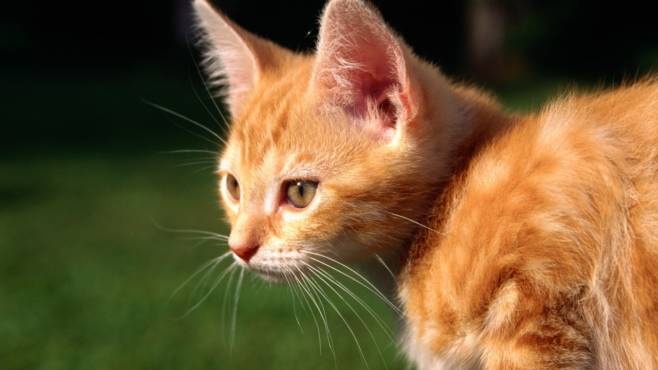 Red Kitten for 1280 x 720 HDTV 720p resolution