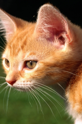 Red Kitten for 320 x 480 iPhone resolution