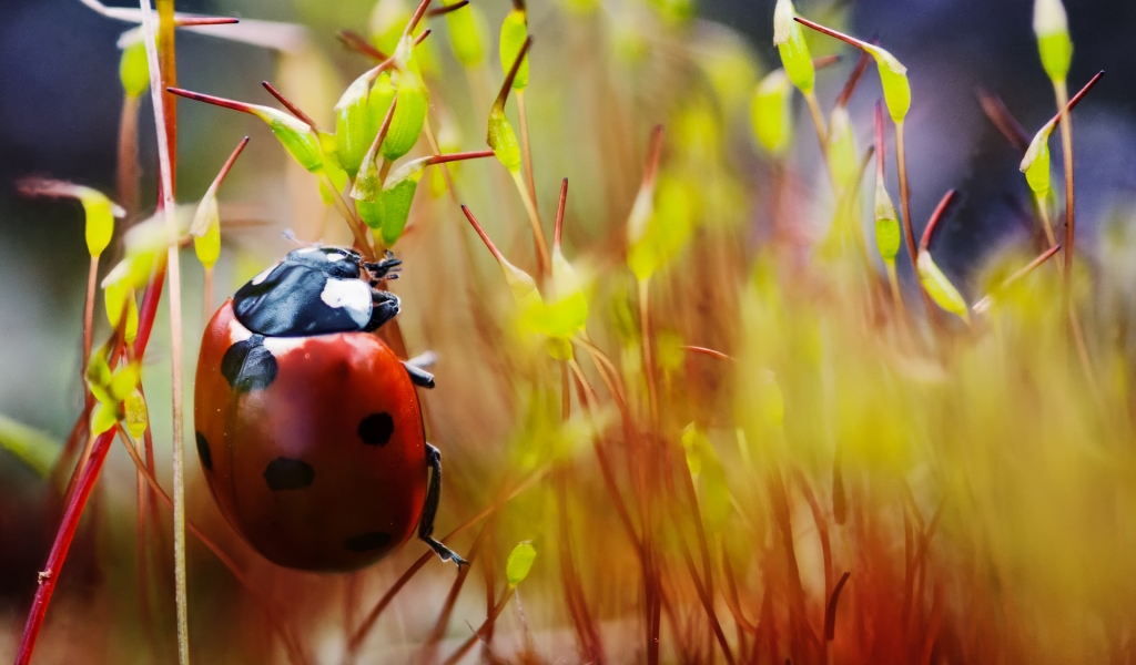 Red Ladybug Macro Photo for 1024 x 600 widescreen resolution