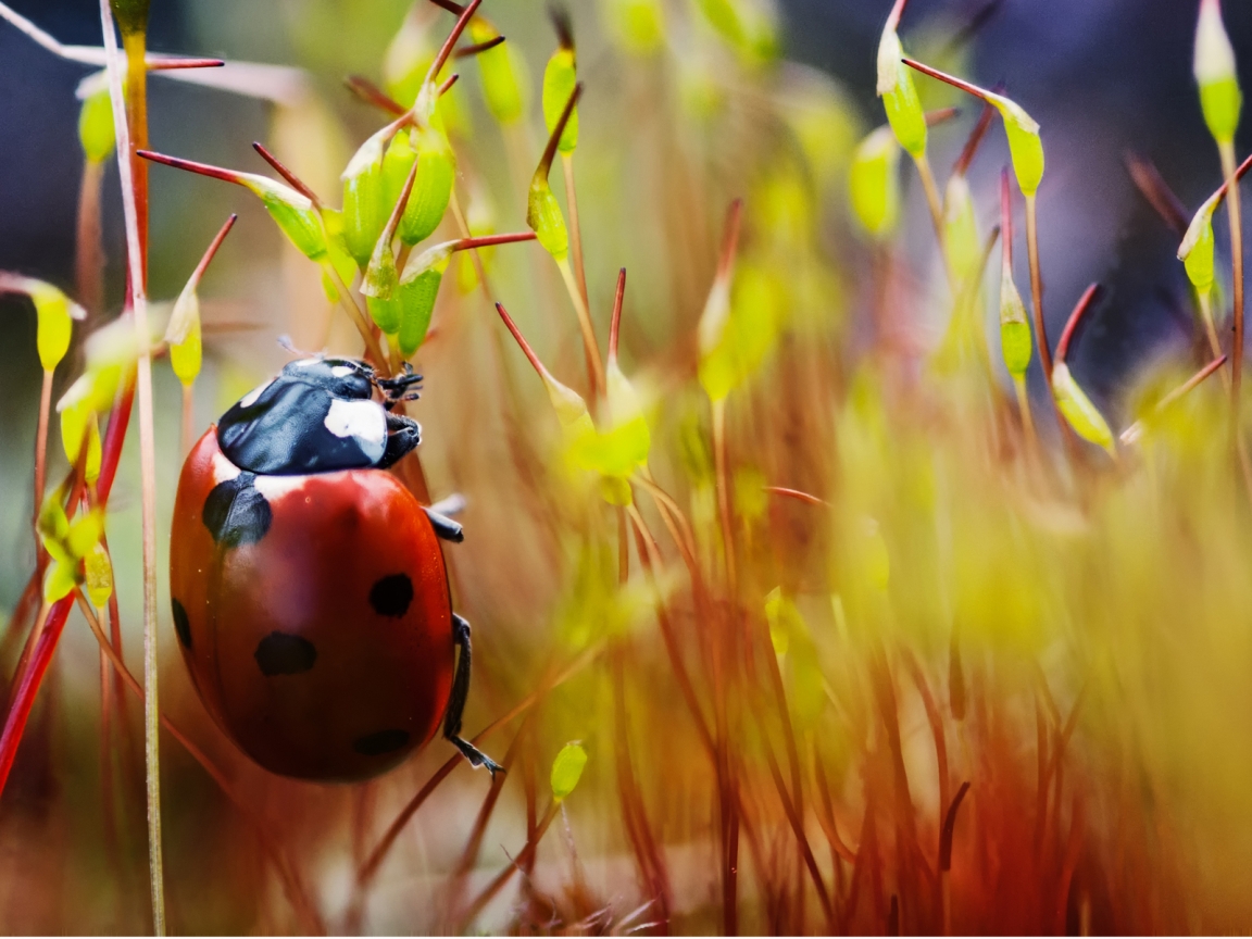 Red Ladybug Macro Photo for 1152 x 864 resolution