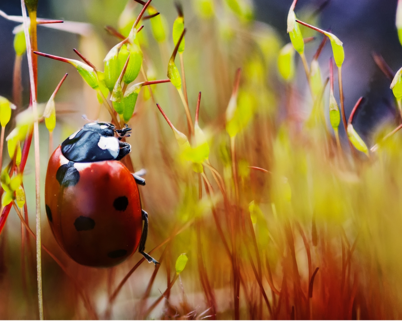 Red Ladybug Macro Photo for 1280 x 1024 resolution