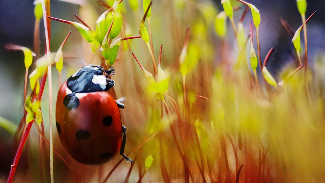 Red Ladybug Macro Photo for 1280 x 720 HDTV 720p resolution