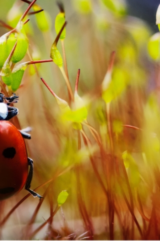 Red Ladybug Macro Photo for 320 x 480 iPhone resolution