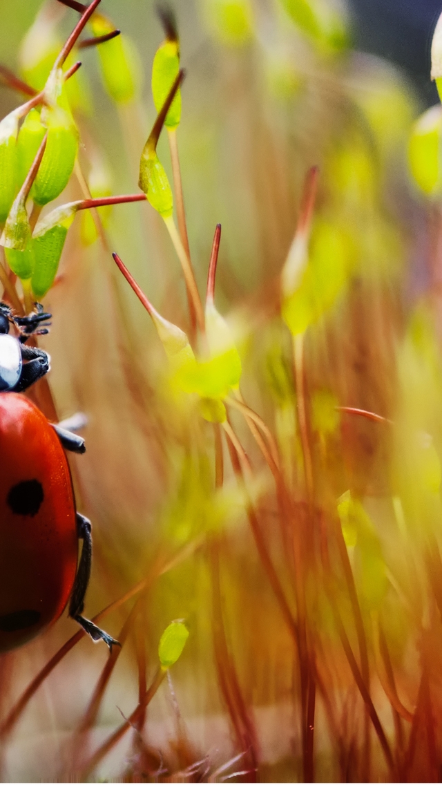 Red Ladybug Macro Photo for 640 x 1136 iPhone 5 resolution