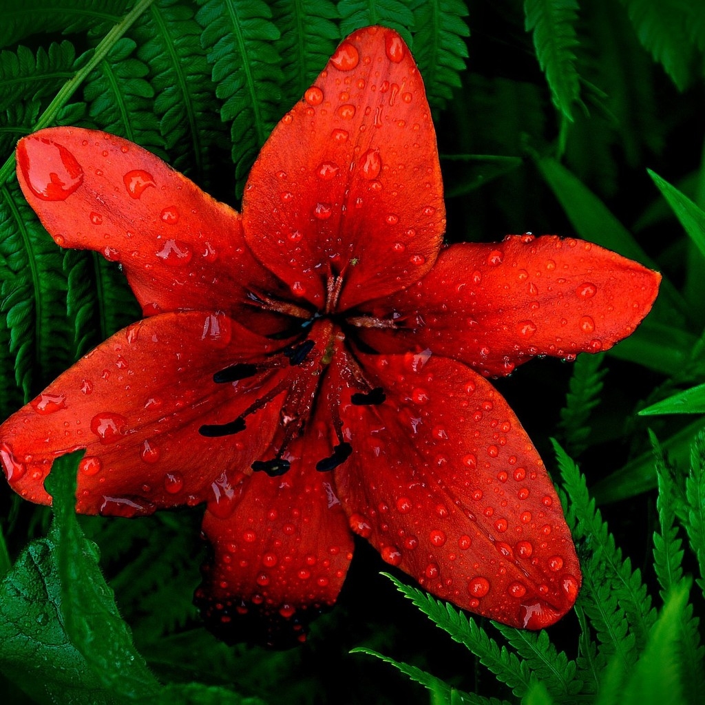 Red Lily Flower for 1024 x 1024 iPad resolution