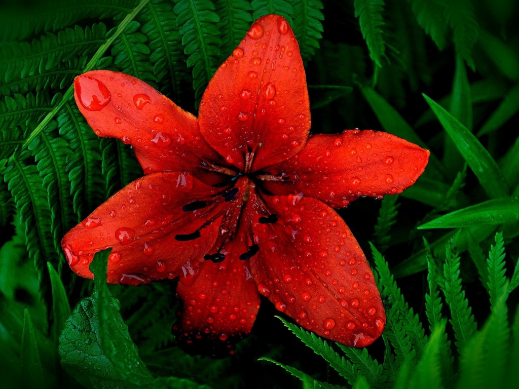 Red Lily Flower for 1024 x 768 resolution