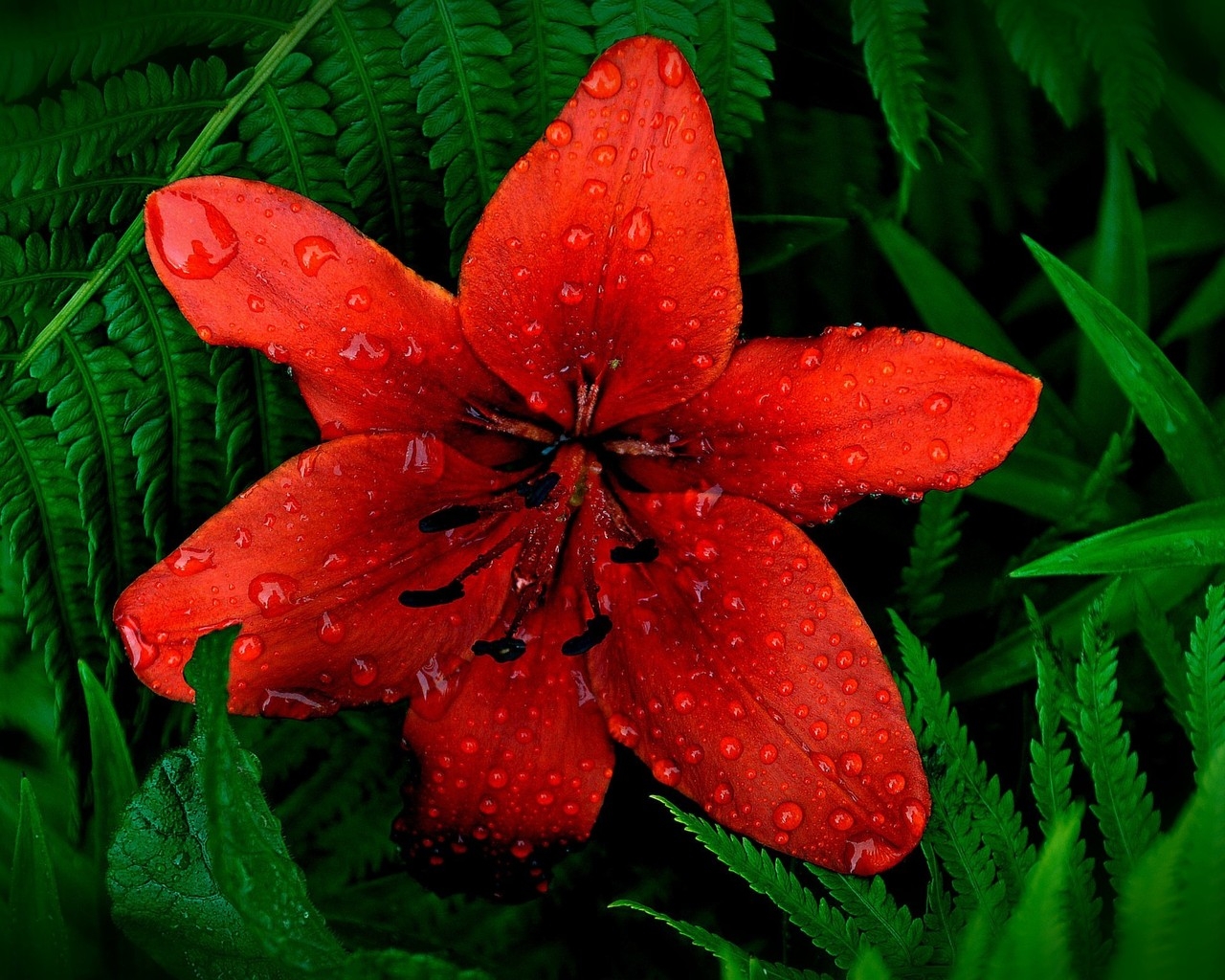 Red Lily Flower for 1280 x 1024 resolution