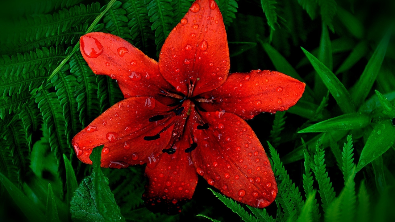Red Lily Flower for 1280 x 720 HDTV 720p resolution