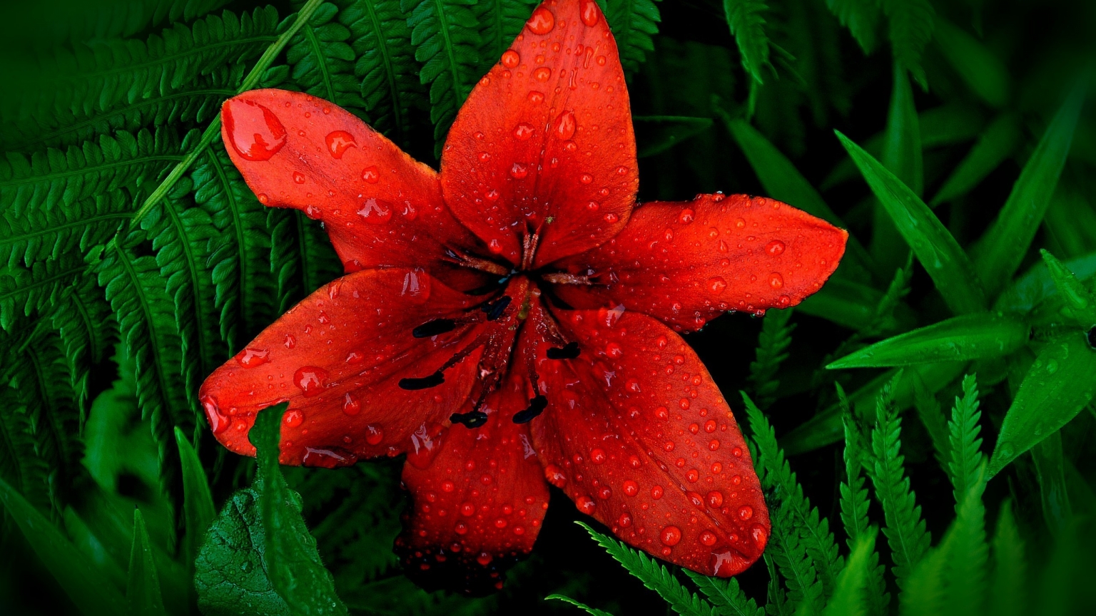 Red Lily Flower for 1536 x 864 HDTV resolution
