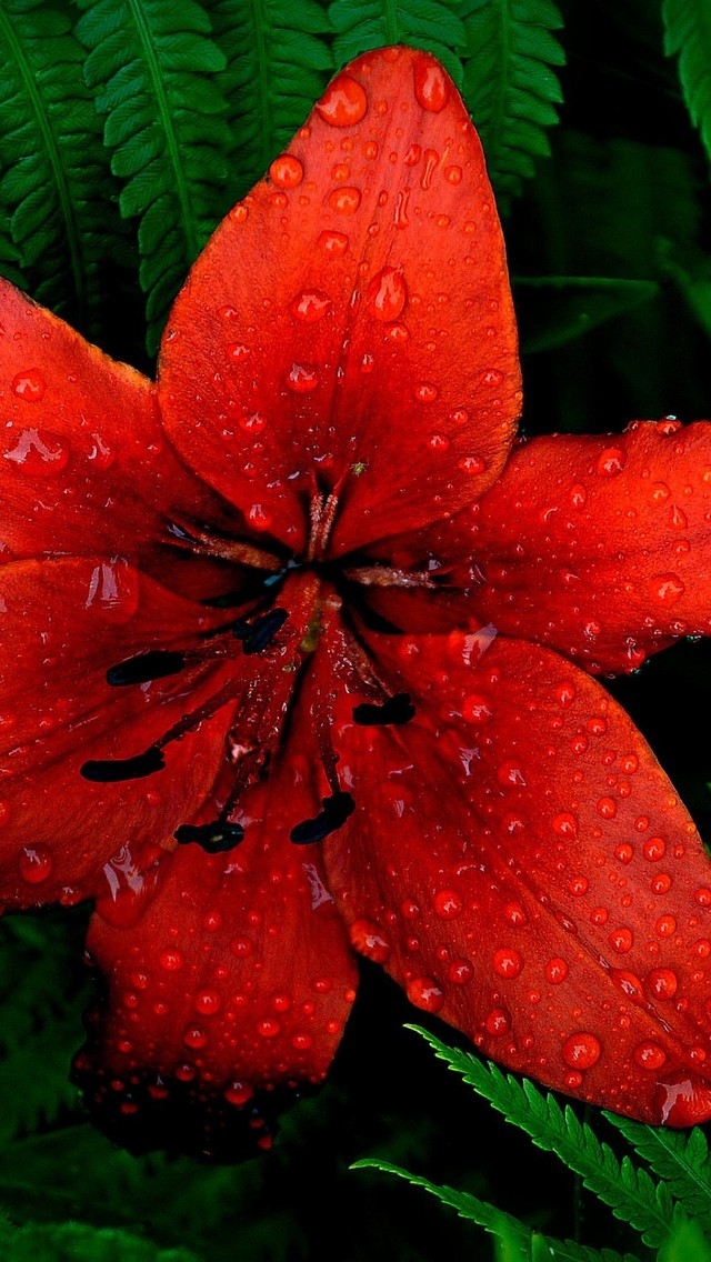 Red Lily Flower for 640 x 1136 iPhone 5 resolution