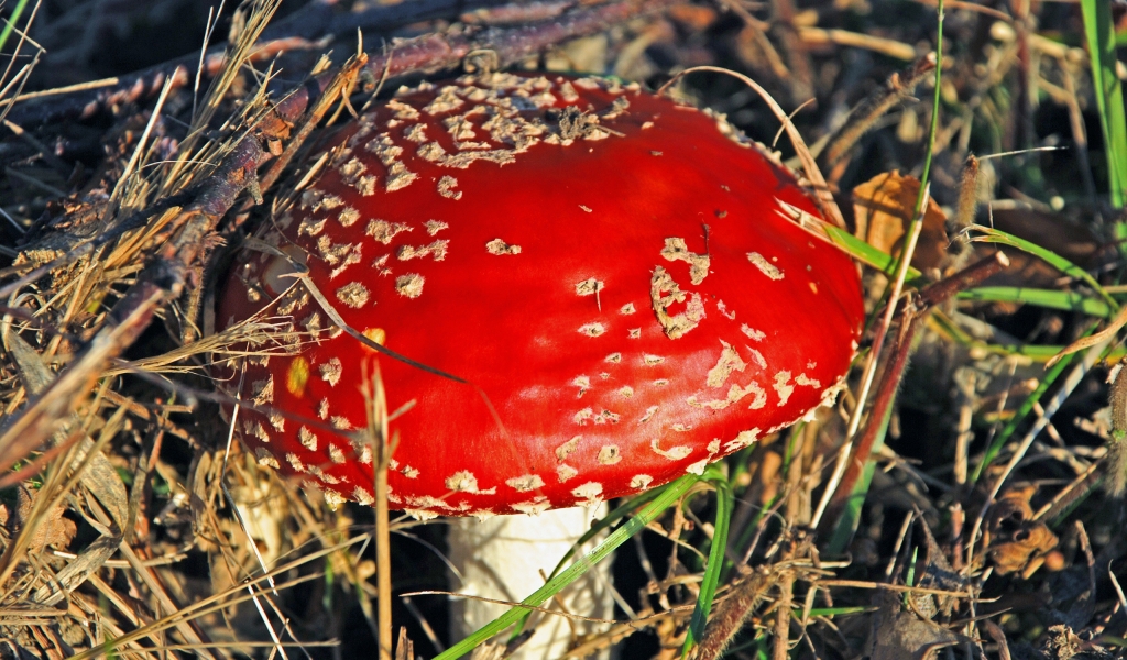 Red Mushroom for 1024 x 600 widescreen resolution