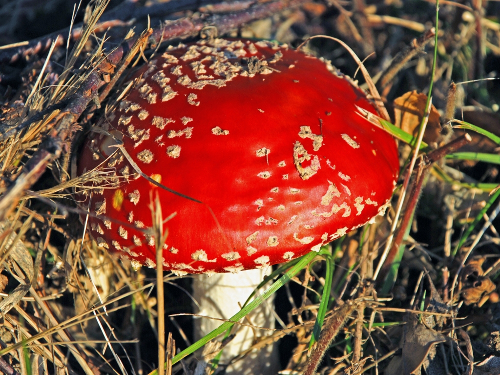 Red Mushroom for 1024 x 768 resolution