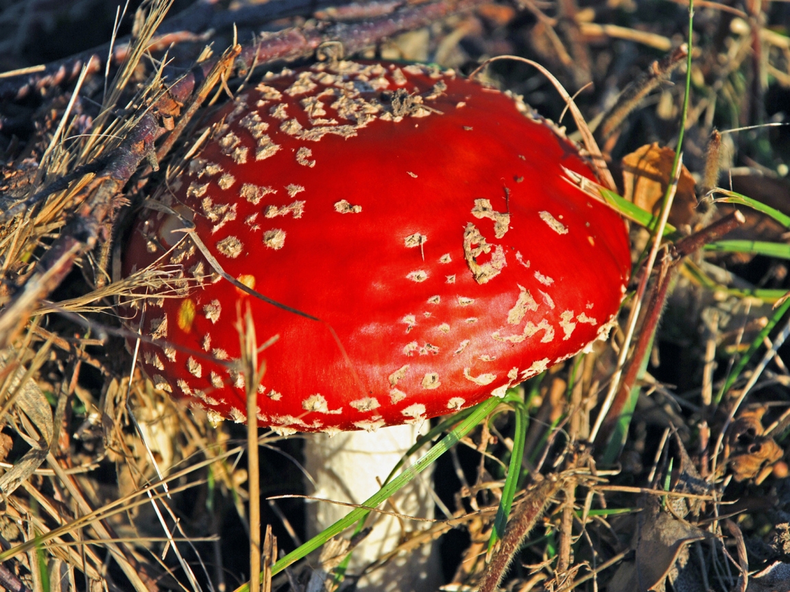 Red Mushroom for 1152 x 864 resolution