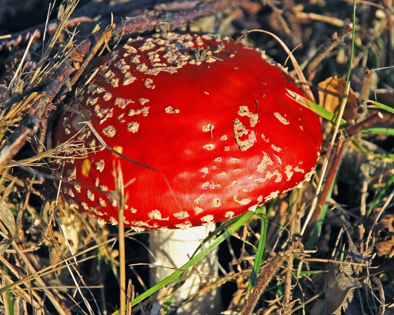 Red Mushroom for 1280 x 1024 resolution