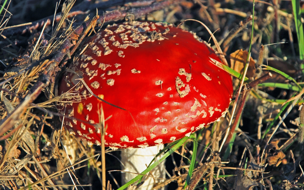 Red Mushroom for 1280 x 800 widescreen resolution