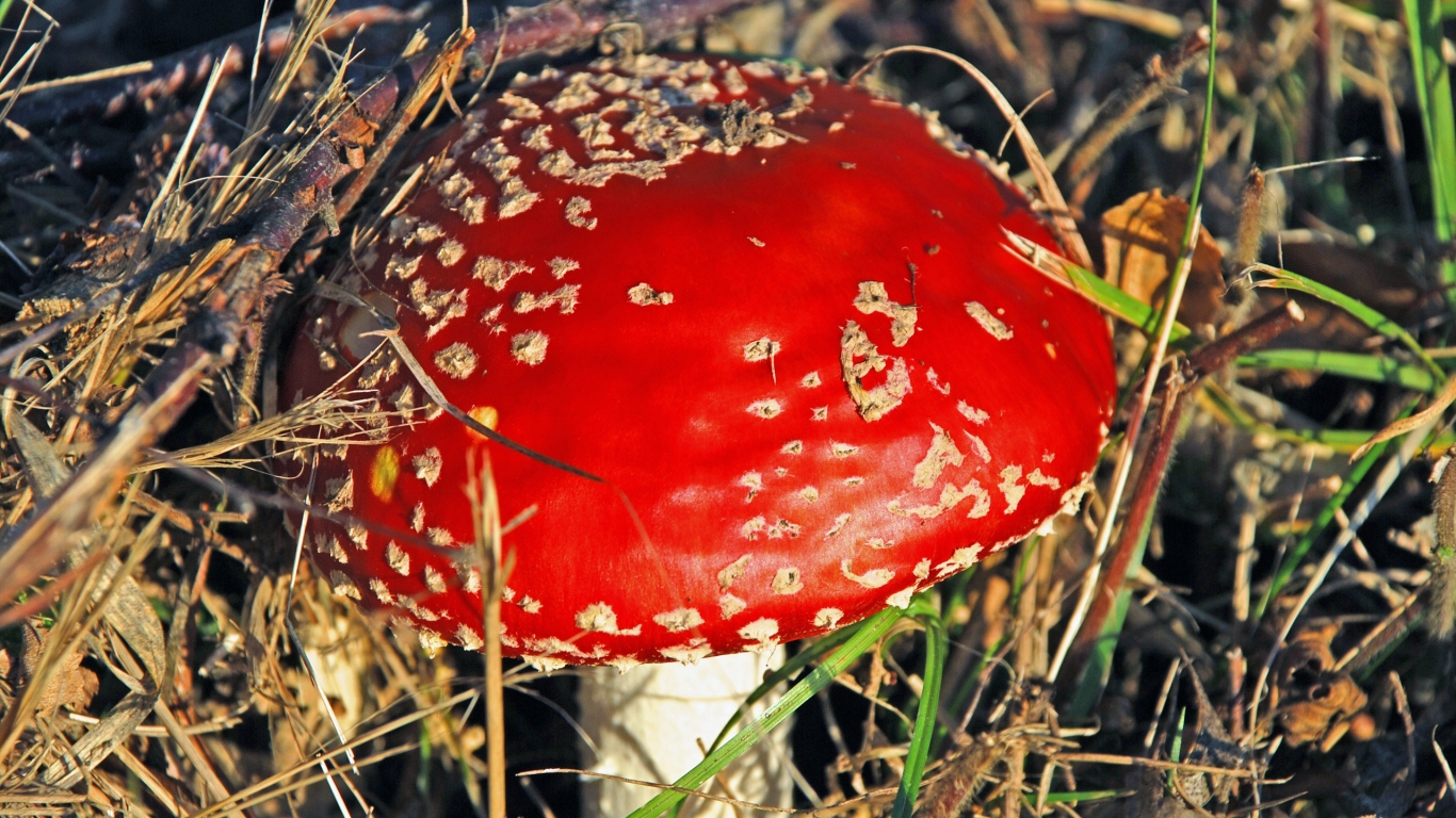 Red Mushroom for 1366 x 768 HDTV resolution