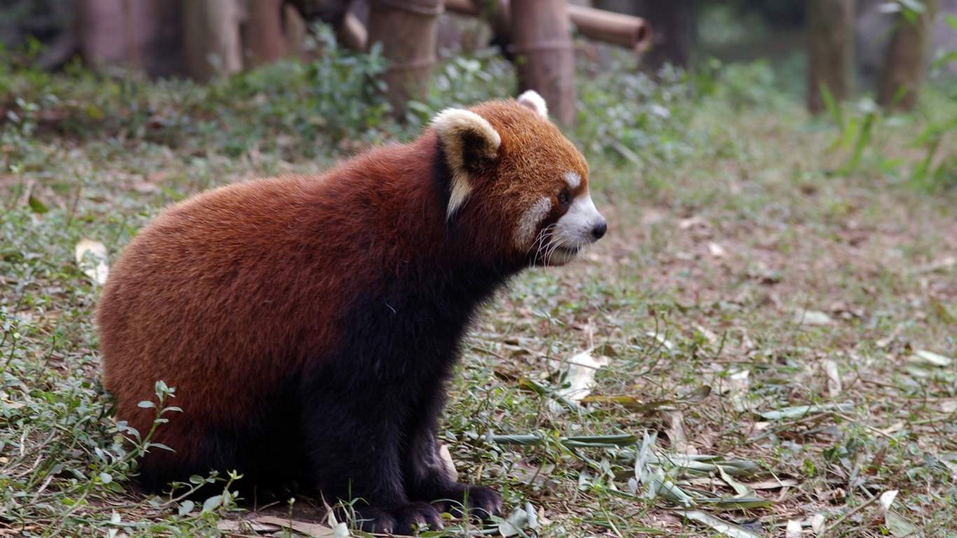 Red Panda for 1366 x 768 HDTV resolution