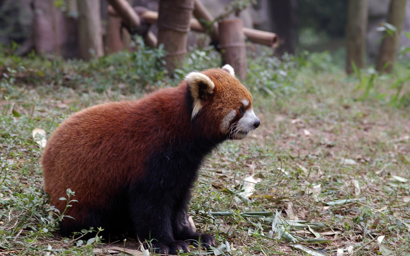 Red Panda for 1680 x 1050 widescreen resolution