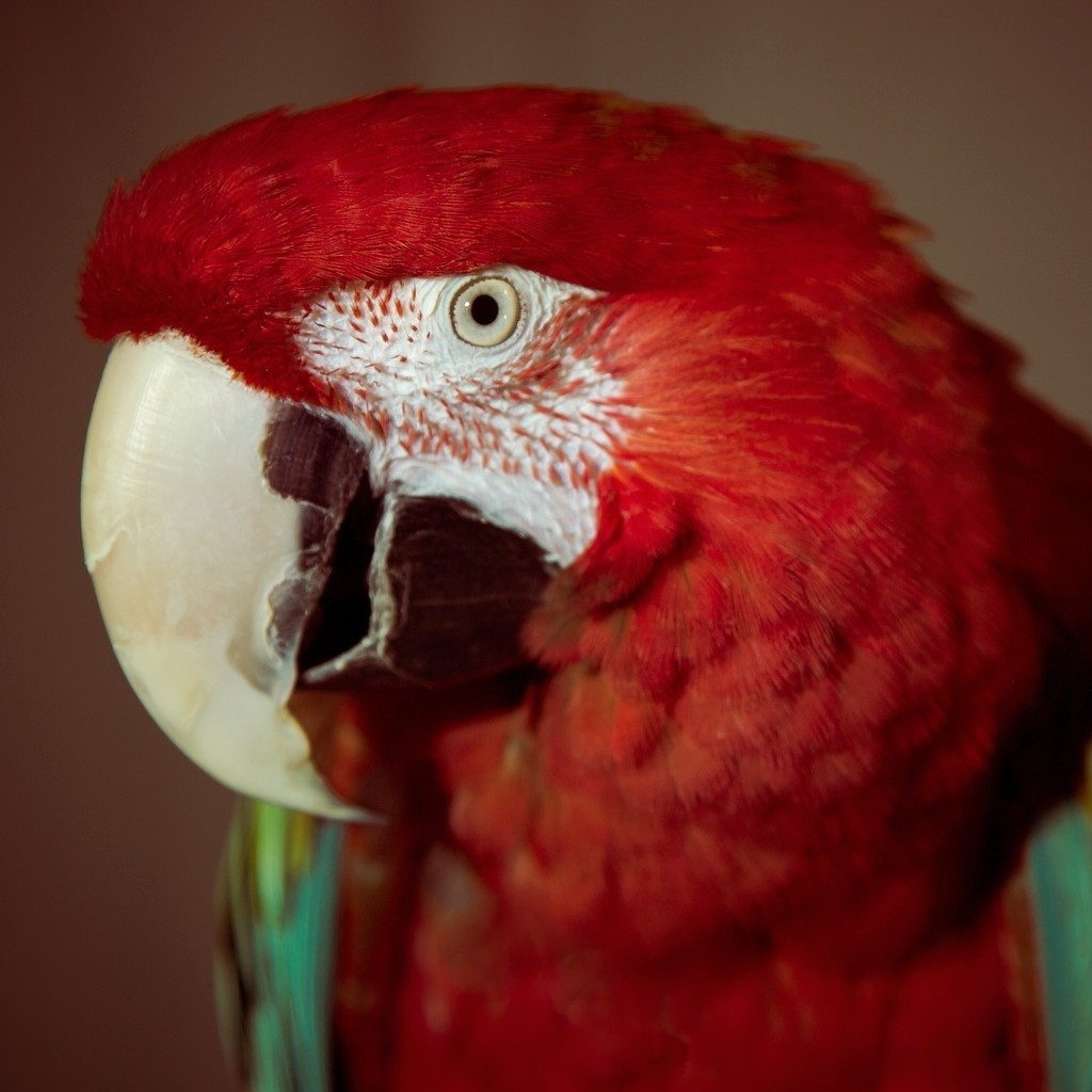 Red Parrot for 1024 x 1024 iPad resolution
