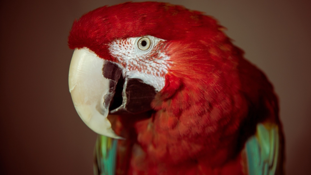 Red Parrot for 1280 x 720 HDTV 720p resolution