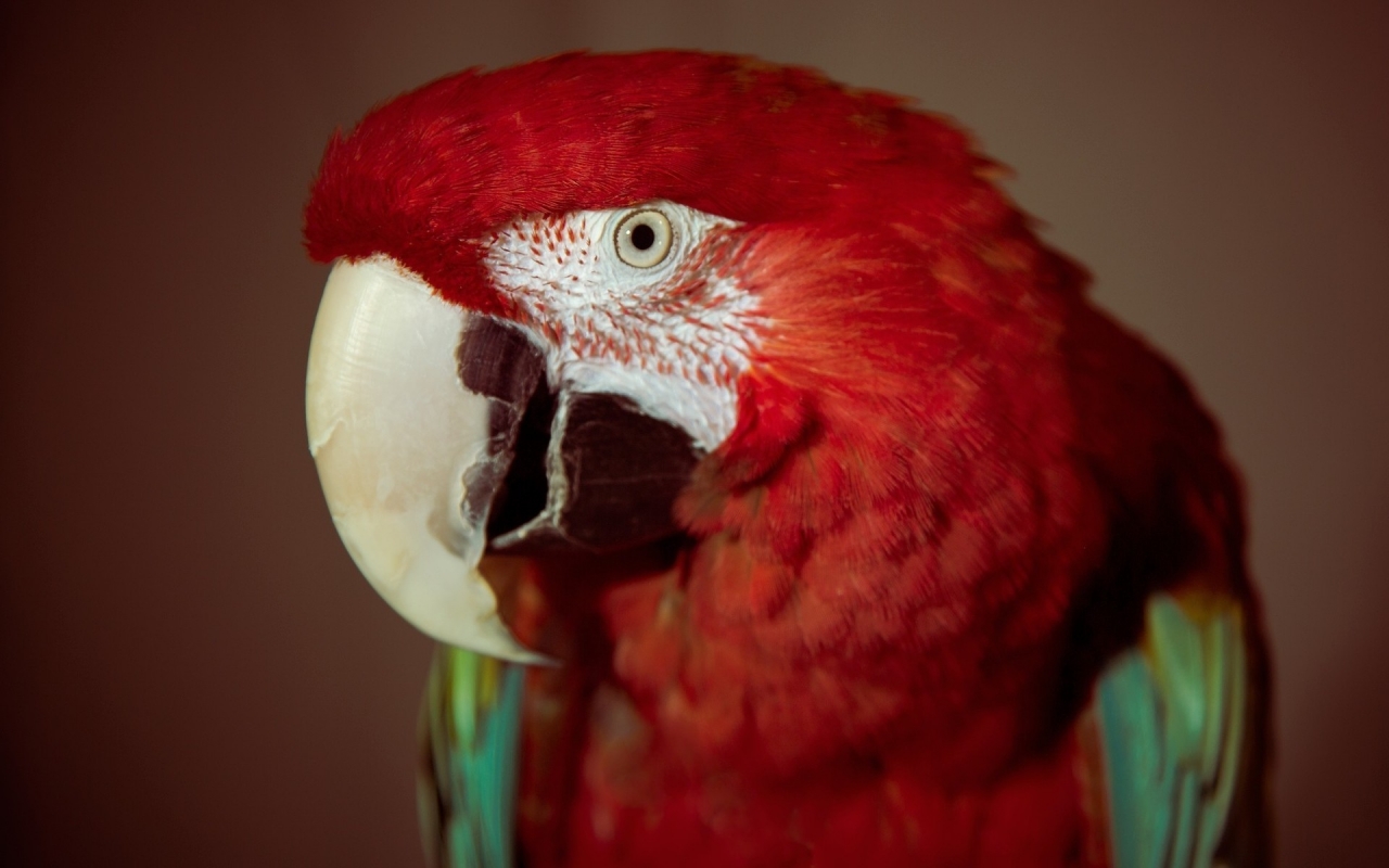 Red Parrot for 1280 x 800 widescreen resolution