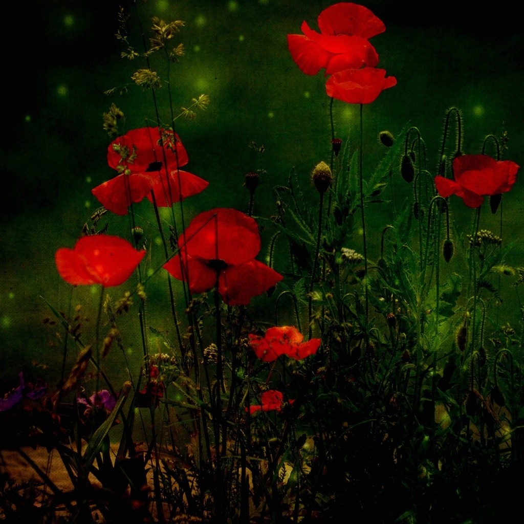 Red Poppies for 1024 x 1024 iPad resolution