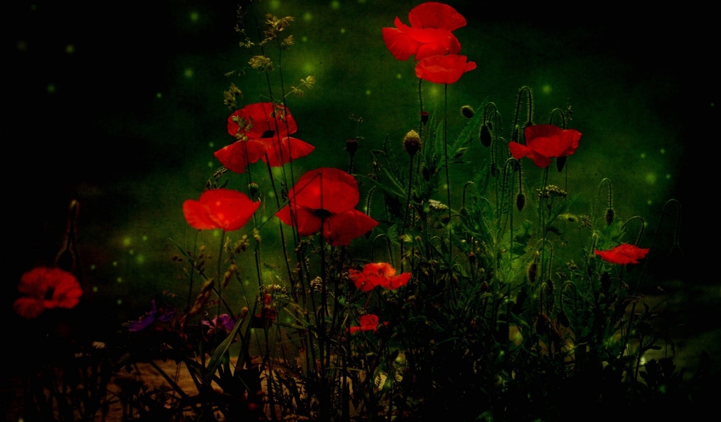 Red Poppies for 1024 x 600 widescreen resolution