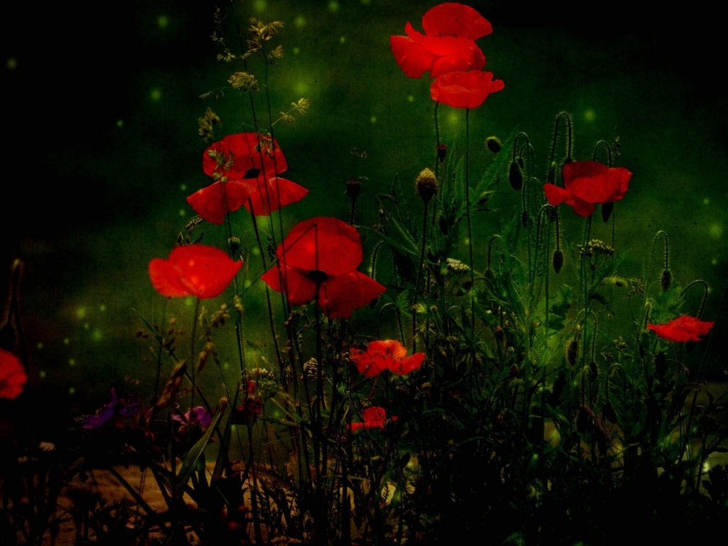 Red Poppies for 1024 x 768 resolution
