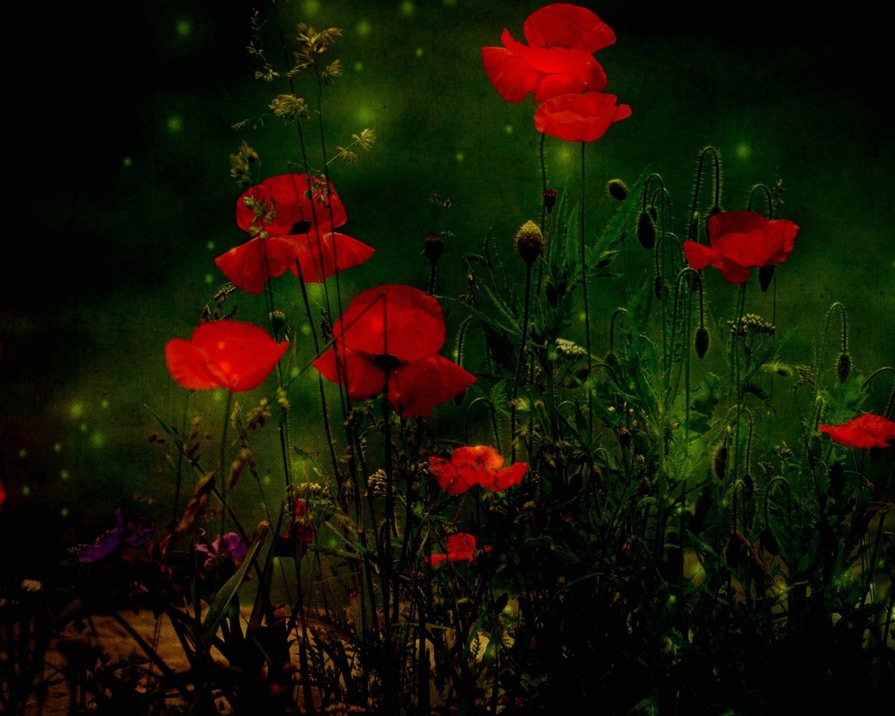 Red Poppies for 1280 x 1024 resolution