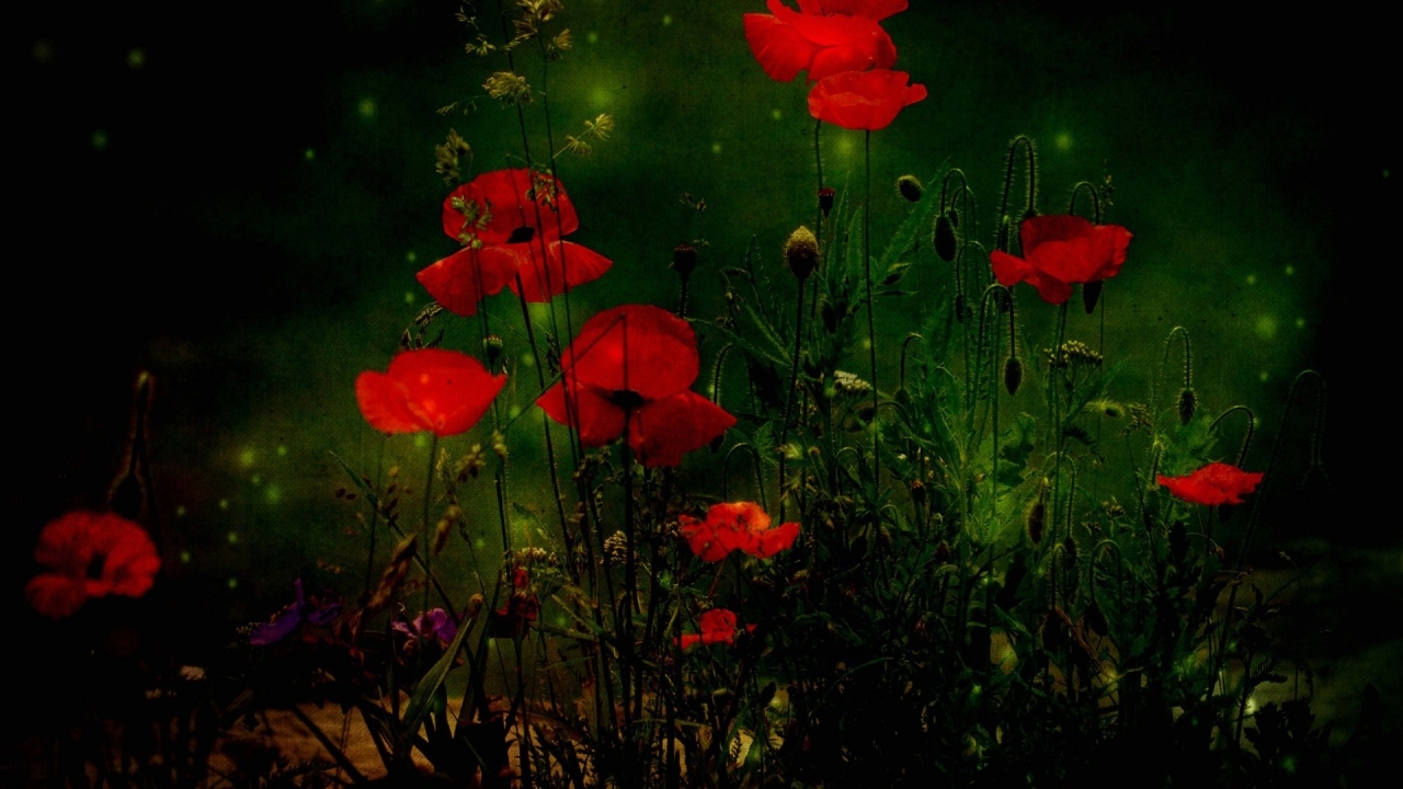 Red Poppies for 1280 x 720 HDTV 720p resolution