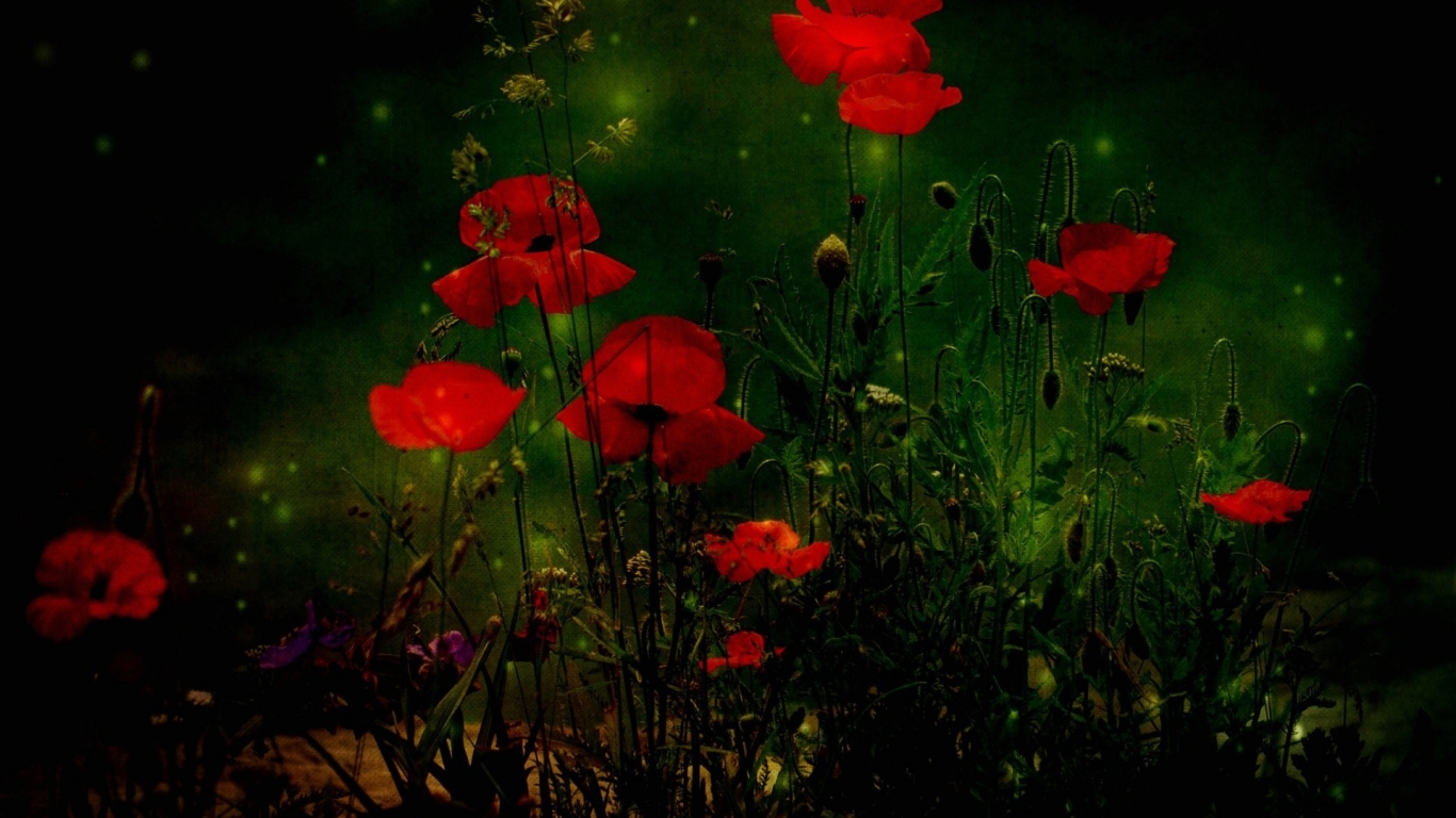 Red Poppies for 1366 x 768 HDTV resolution