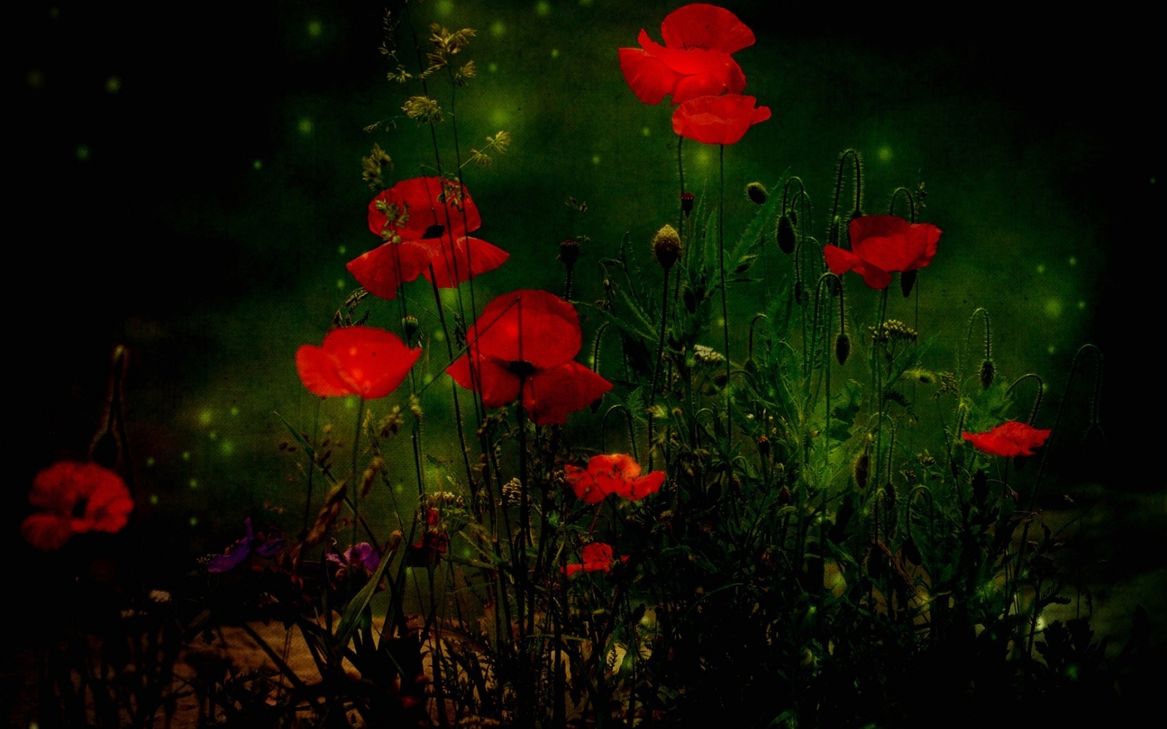 Red Poppies for 1680 x 1050 widescreen resolution