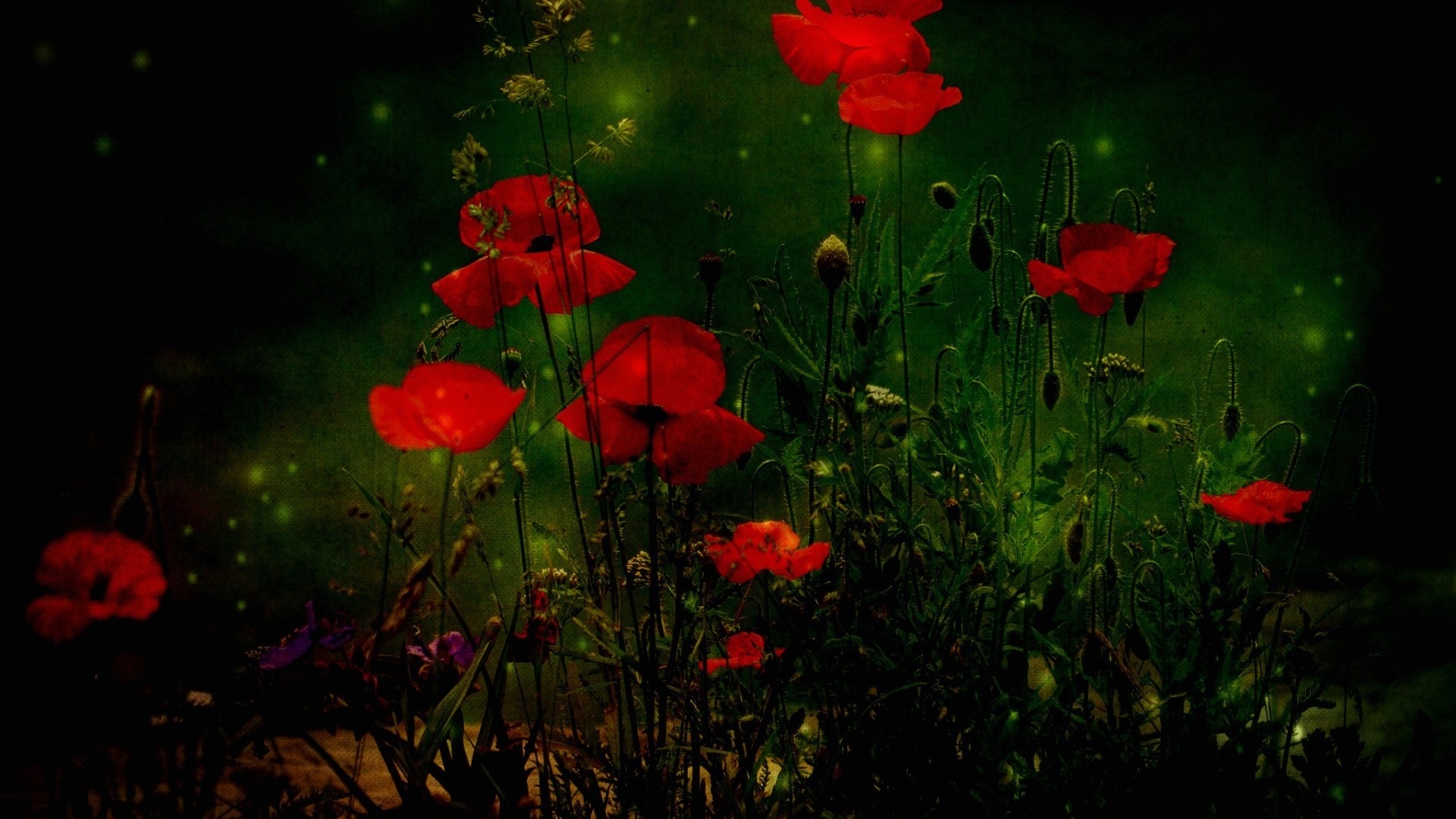 Red Poppies for 1920 x 1080 HDTV 1080p resolution