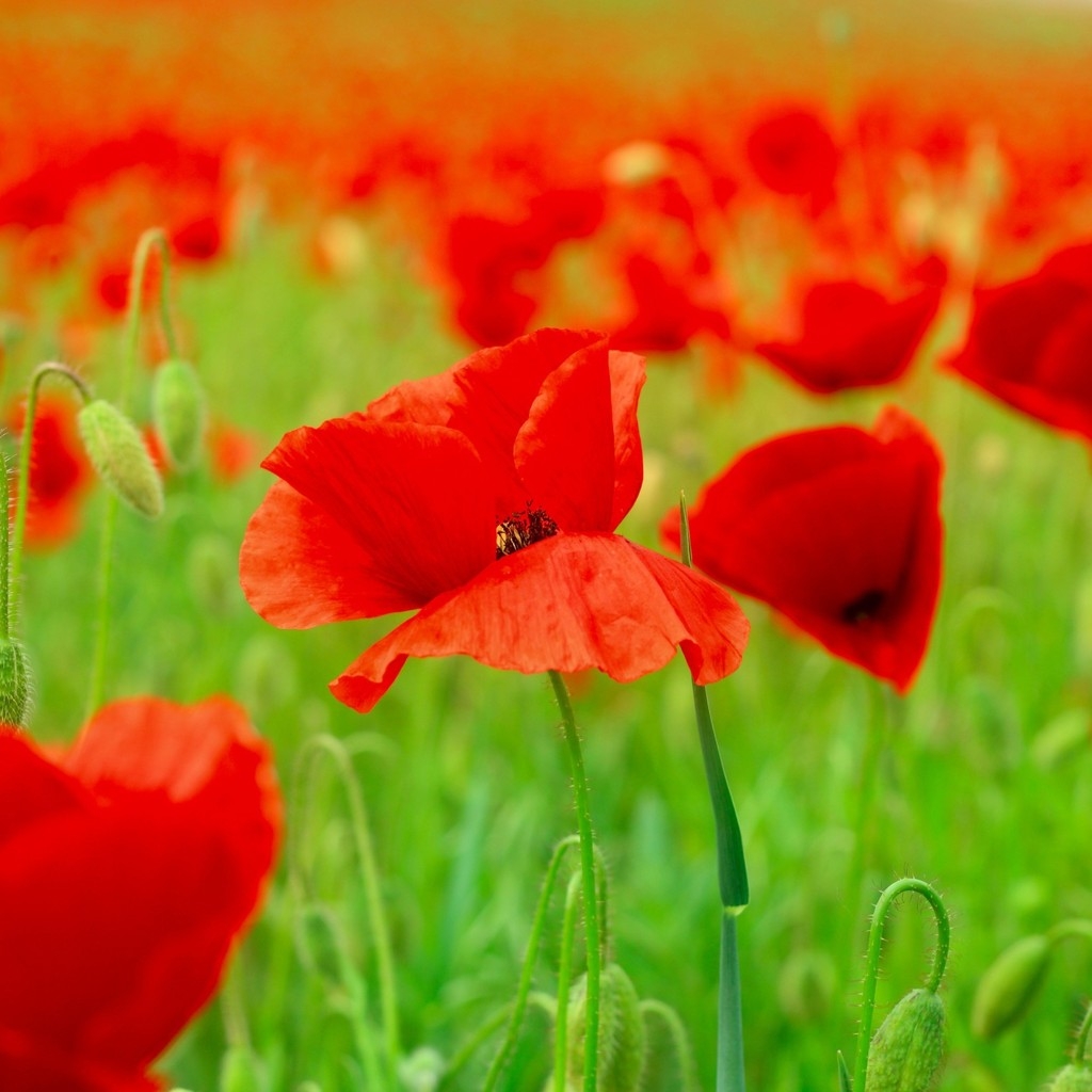 Red Poppies Field  for 1024 x 1024 iPad resolution