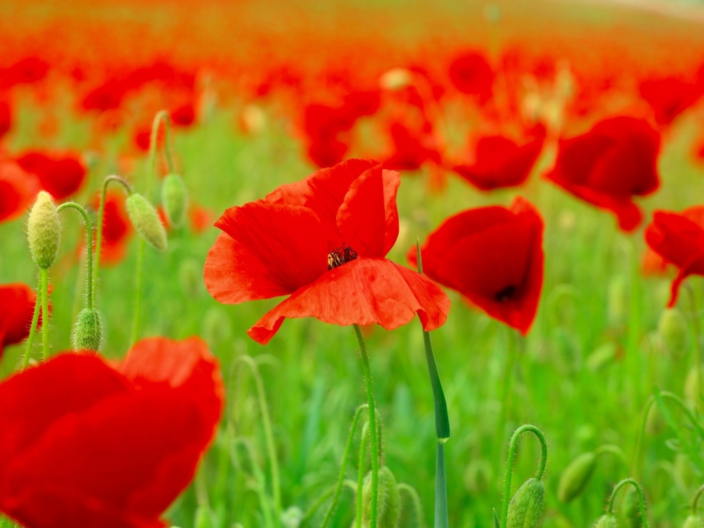 Red Poppies Field  for 1024 x 768 resolution