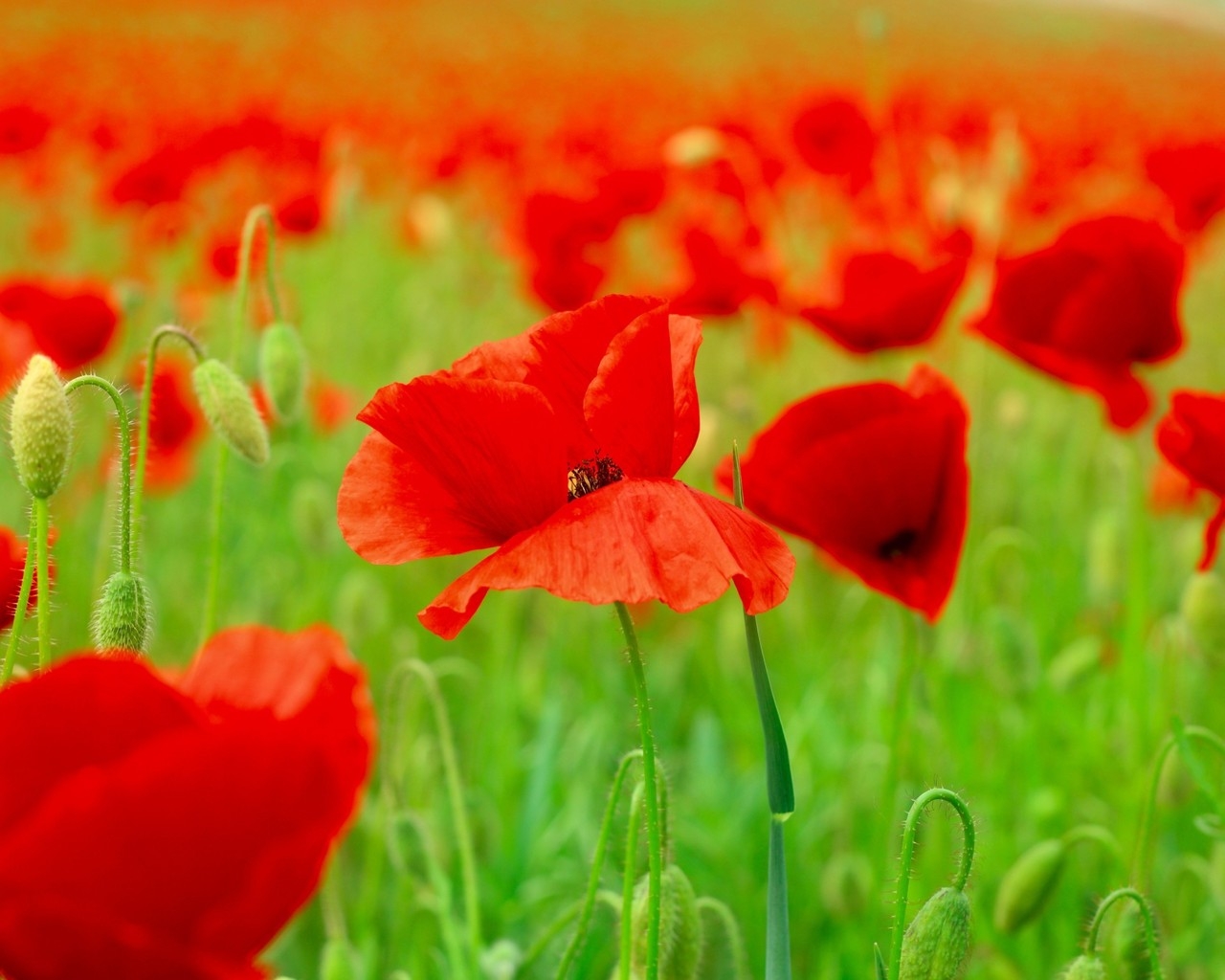 Red Poppies Field  for 1280 x 1024 resolution