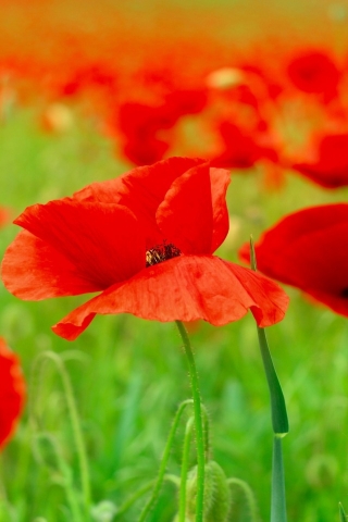 Red Poppies Field  for 320 x 480 iPhone resolution