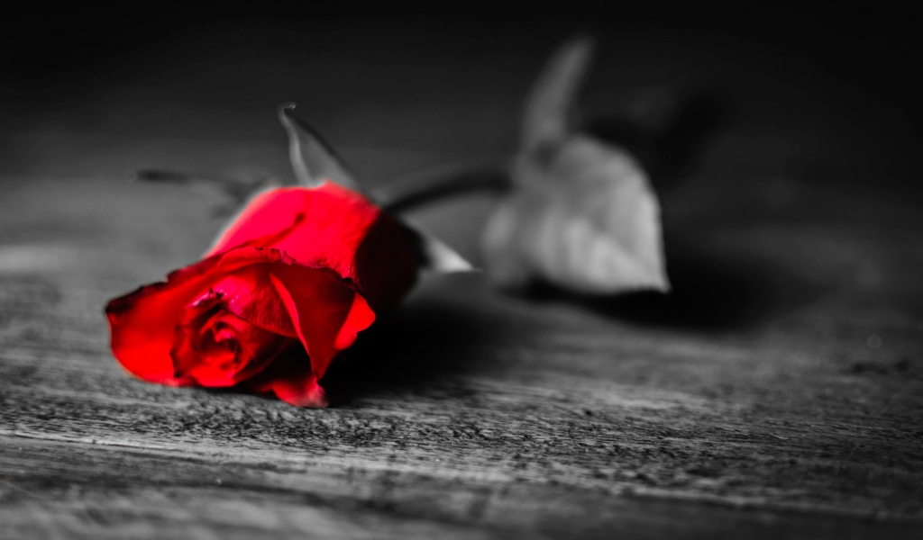 Red Rose Flower for 1024 x 600 widescreen resolution