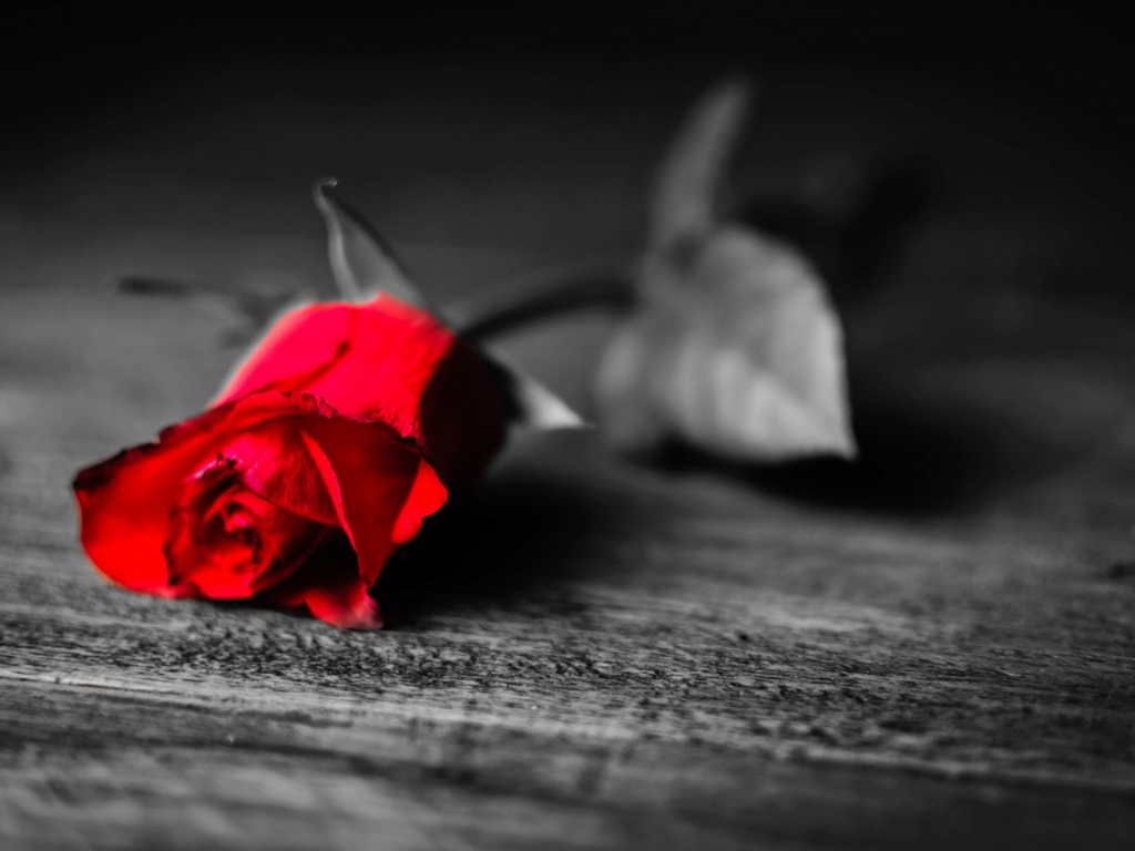 Red Rose Flower for 1024 x 768 resolution