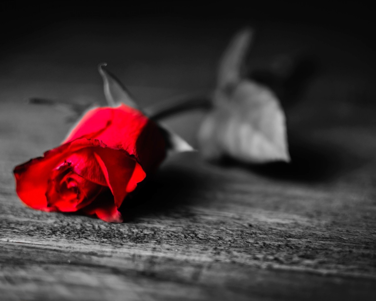 Red Rose Flower for 1280 x 1024 resolution
