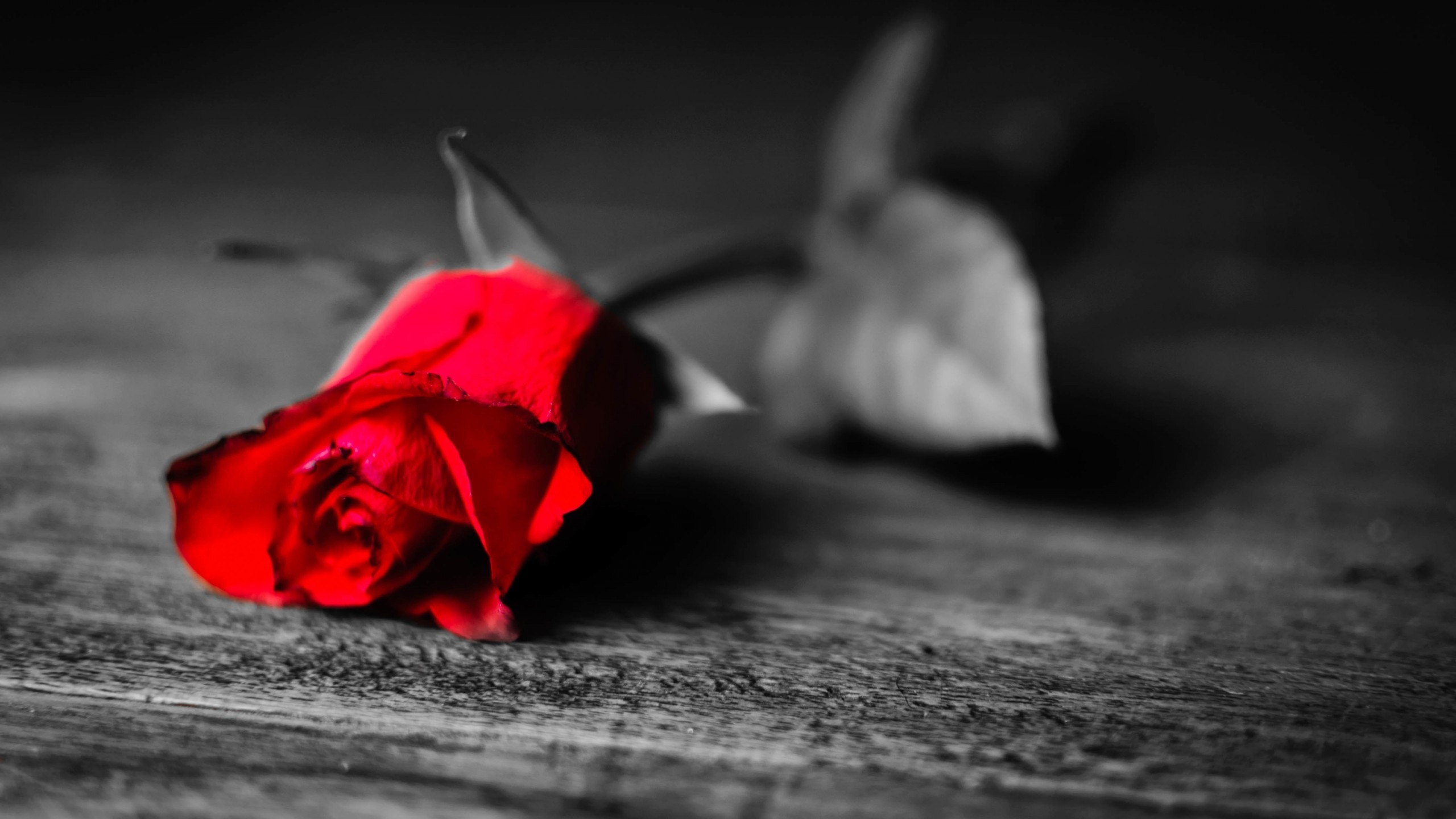 Red Rose Flower for 2560x1440 HDTV resolution