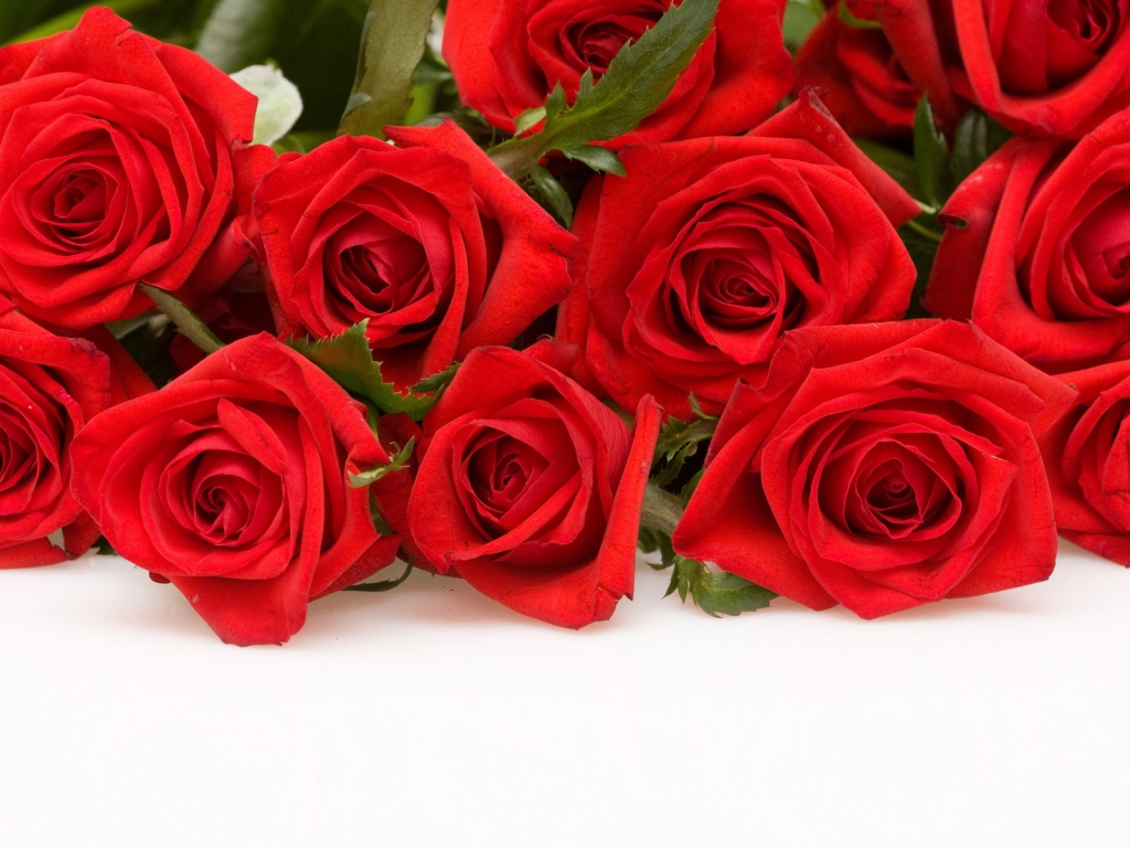 Red Roses for 1024 x 768 resolution