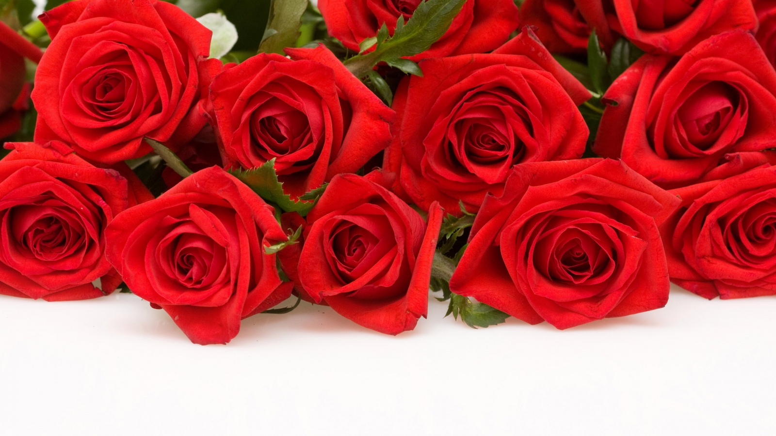 Red Roses for 1600 x 900 HDTV resolution