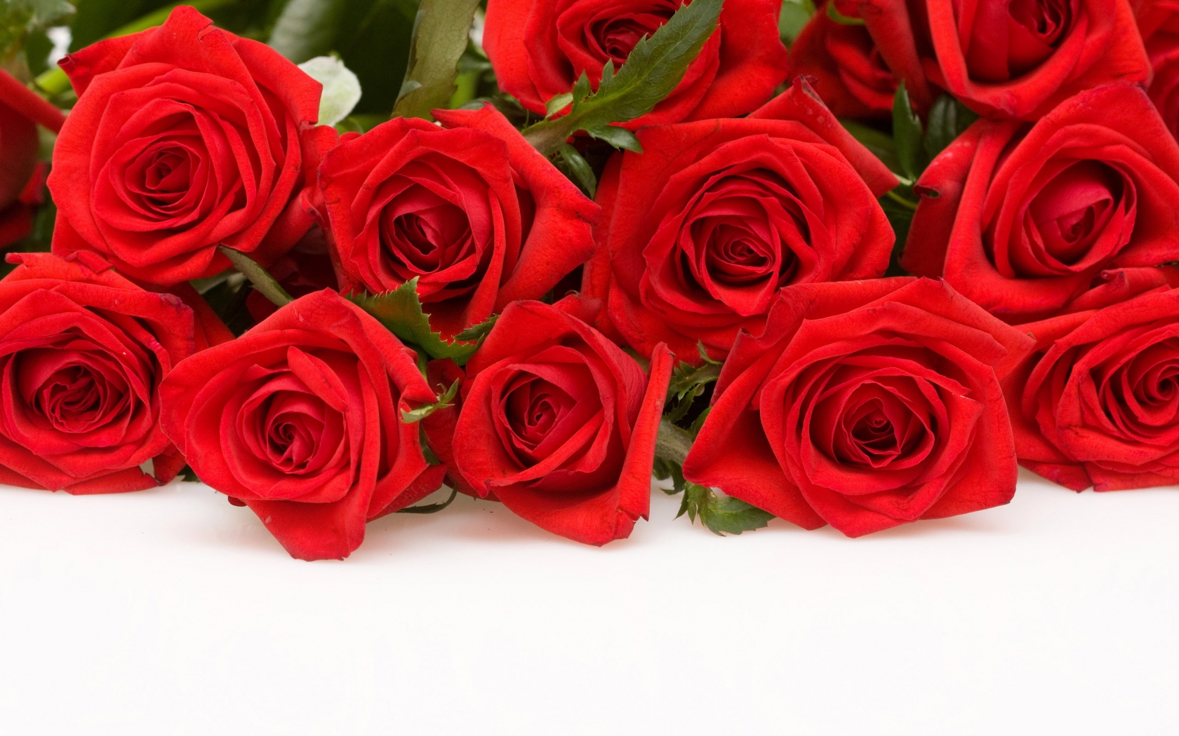Red Roses for 1680 x 1050 widescreen resolution
