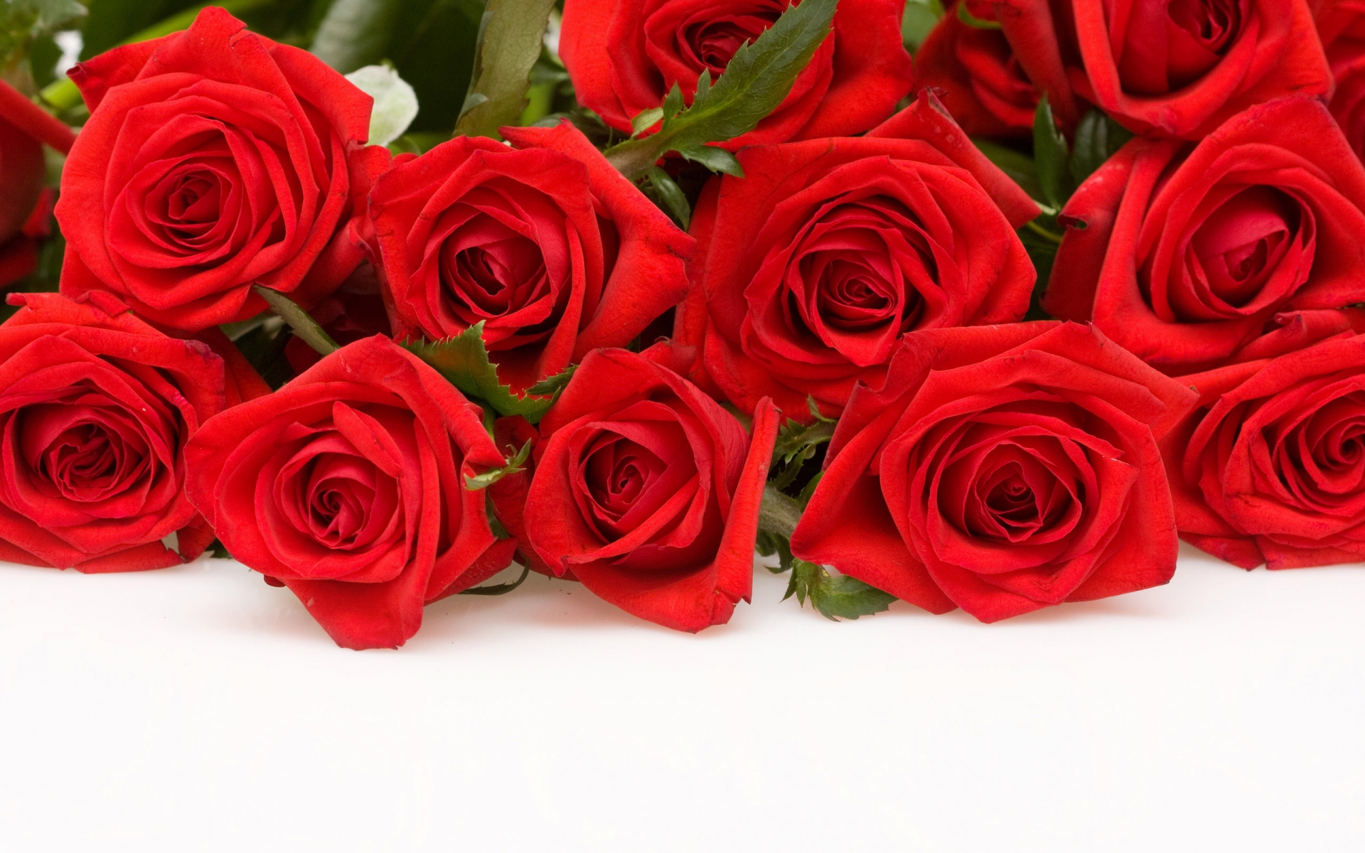 Red Roses for 1920 x 1200 widescreen resolution