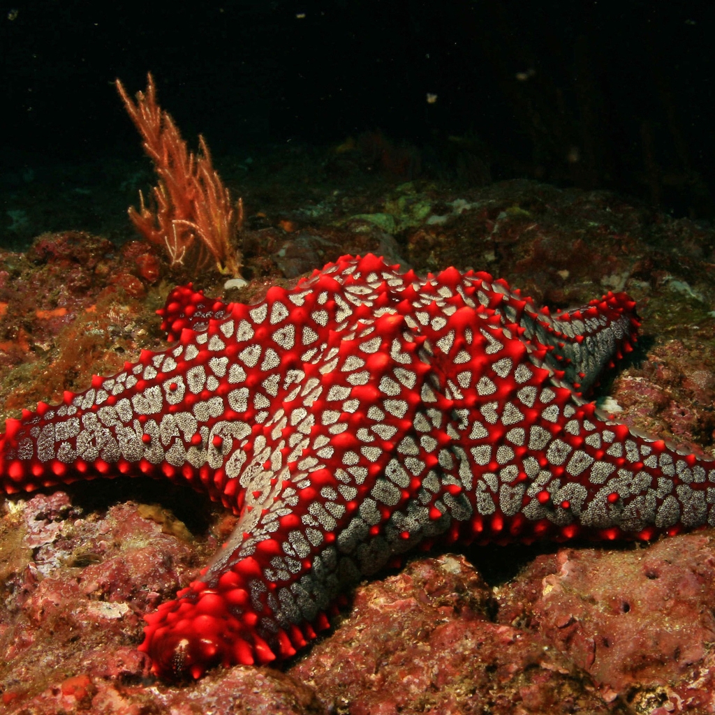 Red Sea Star for 1024 x 1024 iPad resolution