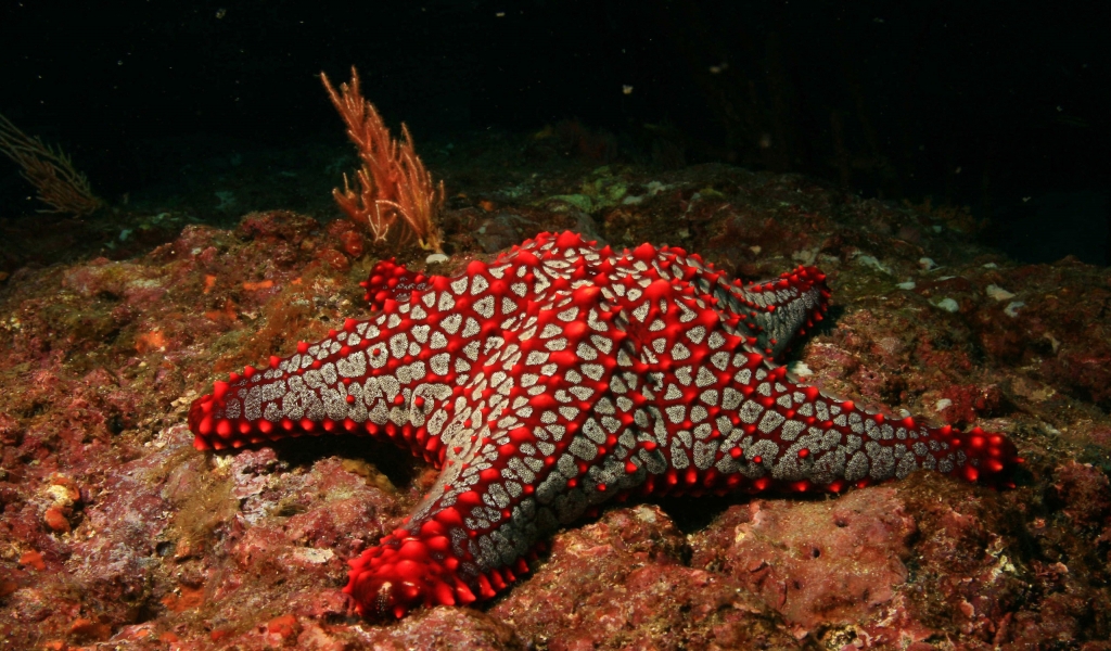 Red Sea Star for 1024 x 600 widescreen resolution