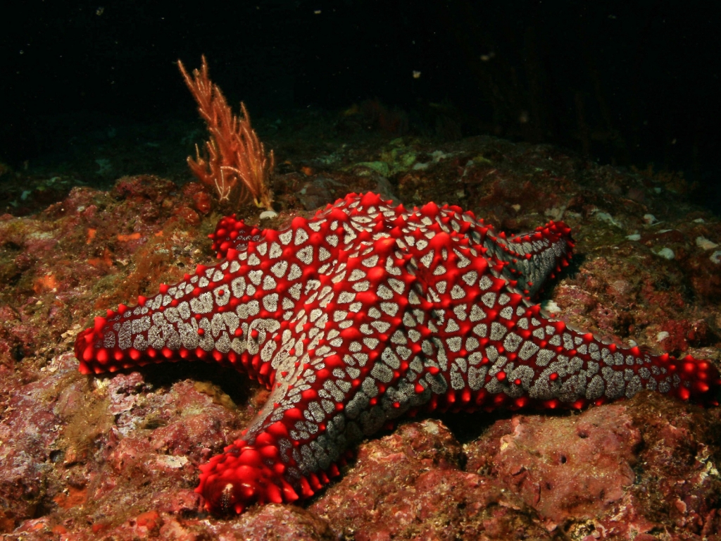Red Sea Star for 1024 x 768 resolution
